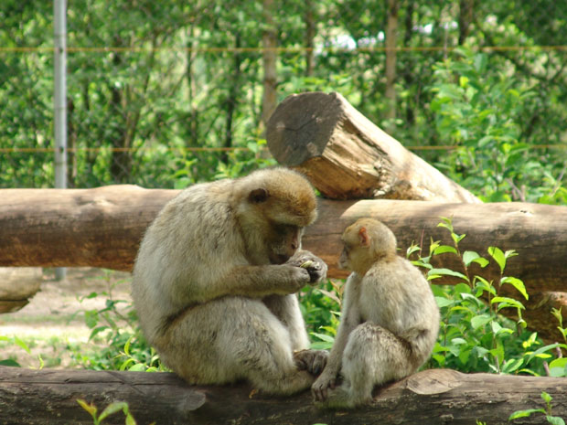 Zoologischer Garten Magdeburg